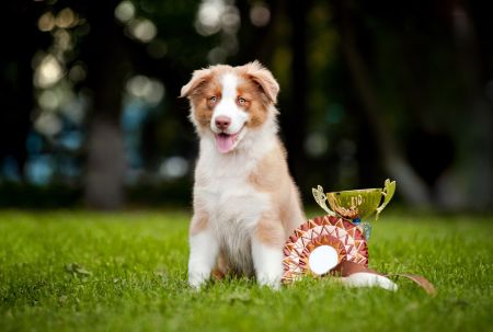 The competition includes prizes for Best Dressed, Most Talkative, Best Kisser, Best Tail Wag, Cutest Dog, Cutest Senior, Cutest Rescue, Best High Five and Most Unusual.